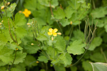  Celandine grass in nature during the flowering period