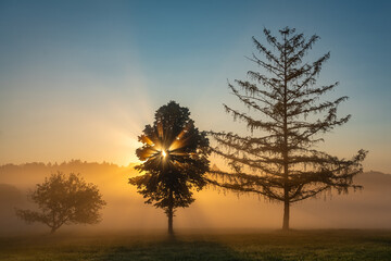 Fototapeta na wymiar Bäume im Sonnenaufgang