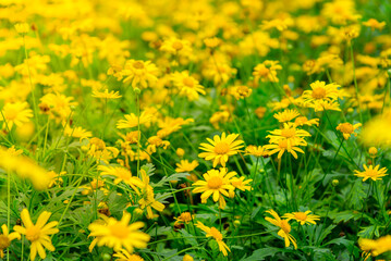 Spring background with beautiful yellow flowers, malempodium flower field closeup image.