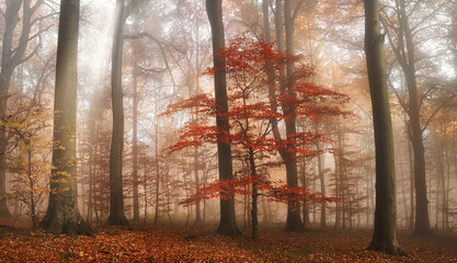 Red tree standing out in a dreamy scene in a foggy autumn forest, with soft painterly light 
