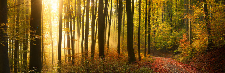 Amazing golden light glowing in the fog between tree trunk silhouettes in a scenic forest in...