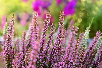 Beautifully flowering ornamental pink and white plant - flower.