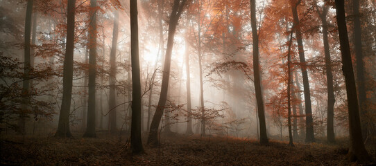 Glowing sunlight beautifully illuminating the moody fog in a scenic forest in autumn, with red...