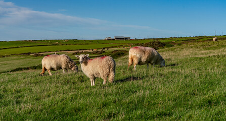 Views around church bay, anglesey