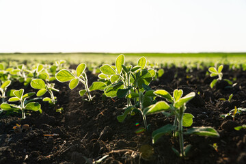 Small soybean plants. Soy sprouts grow on an organic field