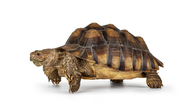 Male Sulcata Tortoise aka Centrochelys sulcata, standing side ways high on legs. Looking away from camera.
