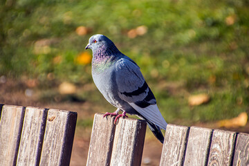 A beautiful dove sits on a wooden board against a background of green grass
