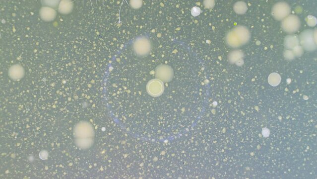 experiment on growing GMO bacteria capable of decomposing plastic pollution in the world's oceans