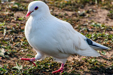 A beautiful white dove walks on the ground and grass