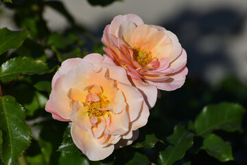 Beautiful large tea roses in the garden