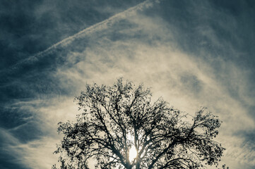 Fototapeta na wymiar Silhouette of a tree backlit on a dark, cloudy afternoon
