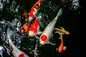 Koi fish are auspicious fish.