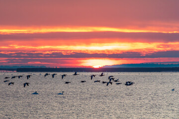 Naklejka premium Gänse und Schwäne zum Sonnenaufgang am Bodden vor Zingst.
