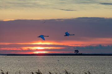 Fliegende Schwäne zum Sonnenaufgang am Bodden vor Zingst.