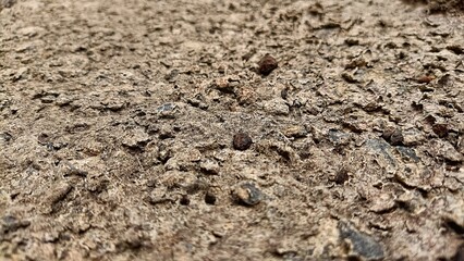 soil background