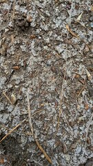 Dry land surface during the long dry season