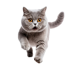 British cat going and looking at camera isolated on white background