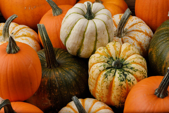 Many multi colored decorative pumpkin