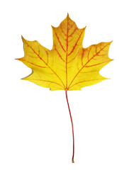 Fototapeta premium Autumn maple leaf isolated on white background