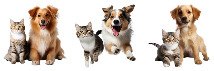 Cat and dog play together isolated on white background