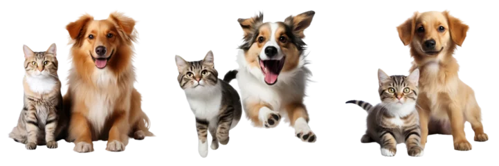 Foto auf Alu-Dibond Cat and dog play together isolated on white background © Luckyphotos