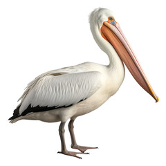 Fototapeta na wymiar Pelican clip art