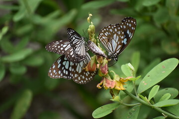 butterfly on a flower