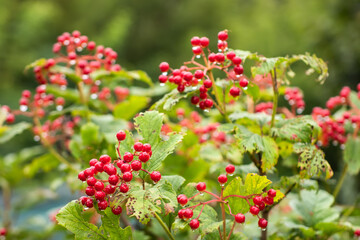 Red berries of viburnum with water drops on a green background