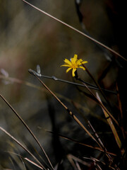 yellow flowers on a black background