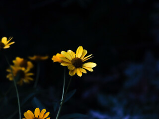 yellow flowers on a black background