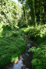 stream in the forest