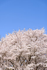 青空と桜