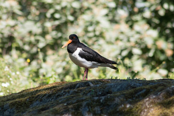 Eurasian oystercatcher