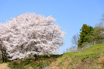 里山に咲く桜