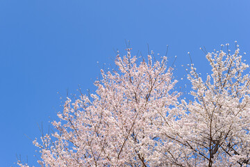 青空と桜