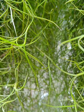 Spanish Moss in the Rainy Season"