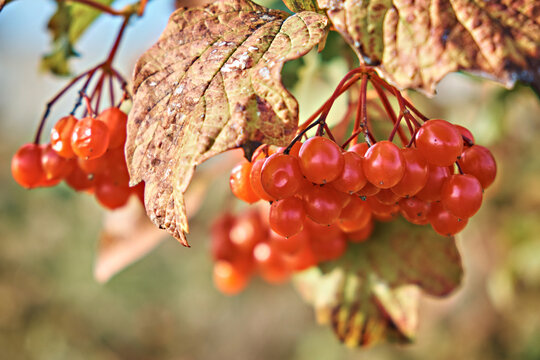 A bunch of red viburnum on a background of leaves and branches. Medicinal plant, on a natural background. Autumn. Selective focus.