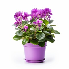 Pink flowers in a pot - A potted flowering plant isolated on white background