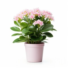 Obraz premium Pink flowers in a pot - A potted flowering plant isolated on white background
