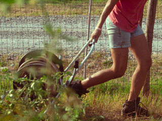 woman farmer watering autumn cabbage in the organic vegetable garden at the end of summertime.
