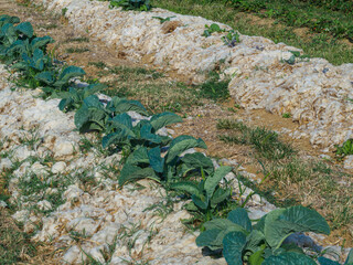 Rows of organic cabbage on sheep wool mulch for a sustainable, biodegradable weed elimination...