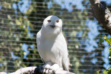 Snowy Owl