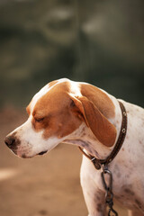 English pointer of white coloring with red spots