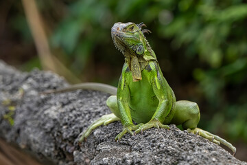 green lizard on a tree