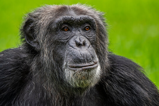 closeup chimpance