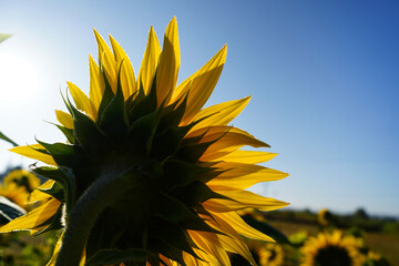 sunflower on blue sky background - 651910243