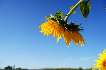 sunflower, blue sky - 651910425
