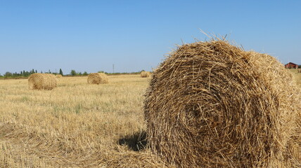 a stack of golden straw rolled into a roll against the backdrop of an agricultural field on a bright autumn day, assembling hay into round stacks on farm land, autumn harvesting of dry grass