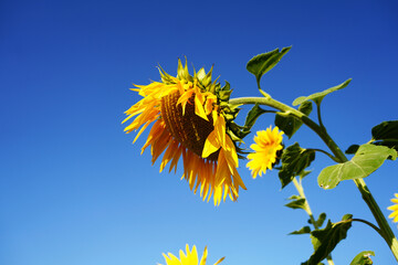 sunflower on blue sky background - 651910471