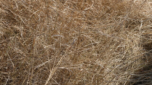 dry long grass on the field tangled by the wind, natural light beige background, chaotic interweaving of withered blades of grass in the sunlight